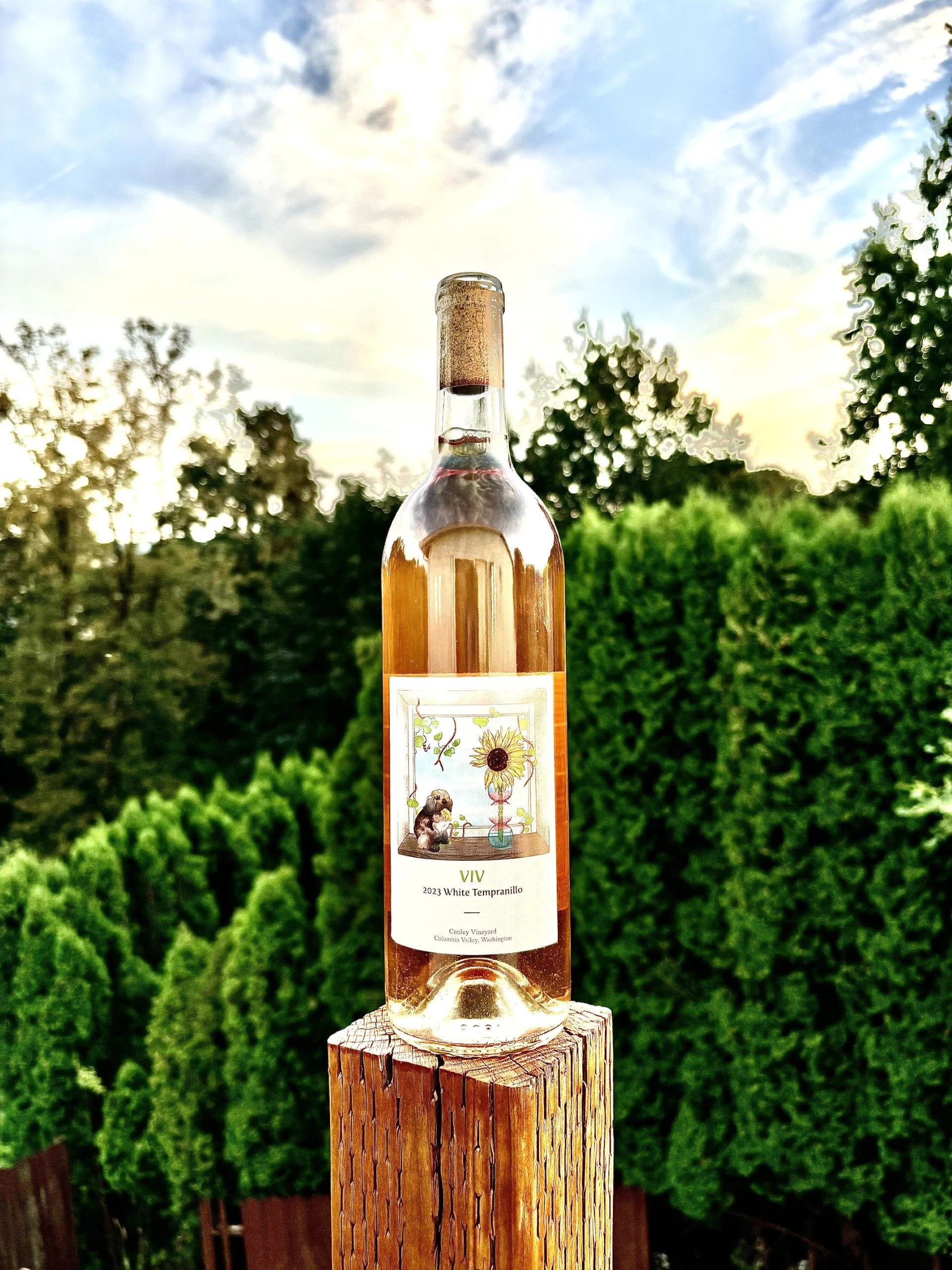 2023 VIV label White Tempranillo — RAM Cellars
